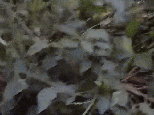 वन विभाग लगातार सर्च अभियान चला रहा है।