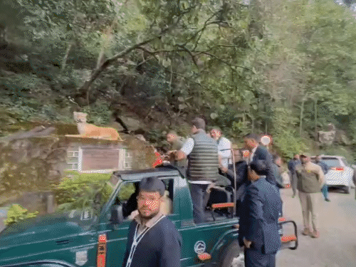 जंगल सफारी के दौरान राहुल के साथ पीसीसी चीफ जीतू पटवारी और अन्य पार्टी पदाधिकारी भी रहे।