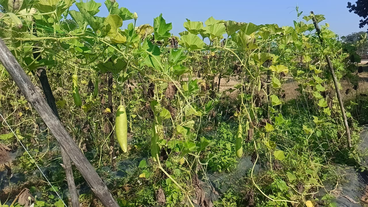 मेहनत के लहलहाती कद्दू की फसल।