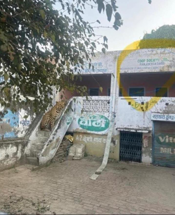 अंबाला में बार-बार तेंदुए देखे जाने की अफवाहें:  वन विभाग ने दी सफाई, कहा जिले में अब तक किसी तेंदुए की पुष्टि नहीं – Ambala News