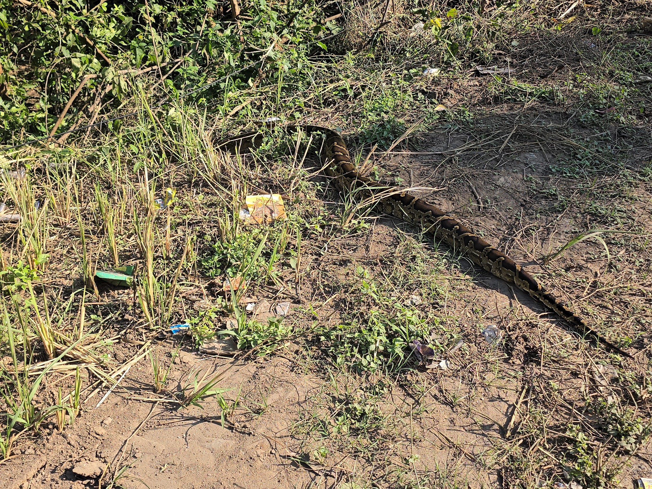 10 feet long python spotted on national highway | राष्ट्रीय राजमार्ग पर ...