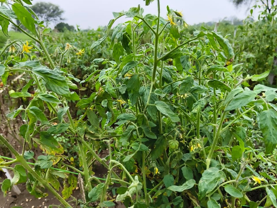 दुर्ग में टमाटर फसल तबाह, वायरस-बैक्टीरिया से सैकड़ों एकड़ खराब:  परेशान किसानों ने कलेक्टर से मिलकर बताई बदहाली की कहानी – durg-bhilai News