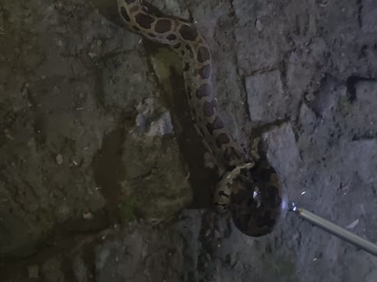 An 8-foot python was found in the cattle shed in Kundaul.