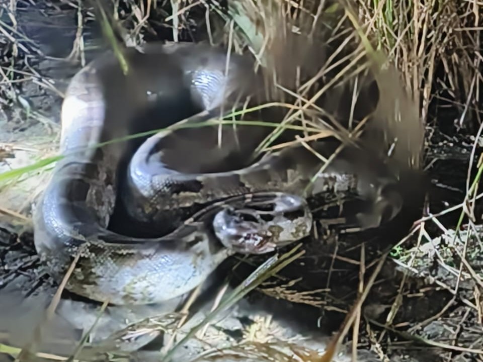 Three Pythons Three pythons found in Wazirganj | वजीरगंज में तीन अजगर मिले: वन विभाग ...