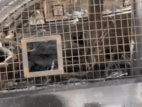 आग से दोनों केबिन जलकर खाक हो गए