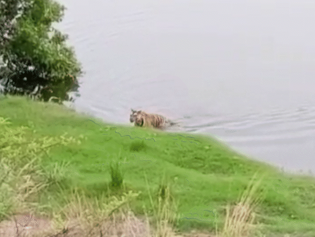 वीरांगना दुर्गावती टाइगर रिजर्व में अभी बाघ और तेंदुआ हैं।