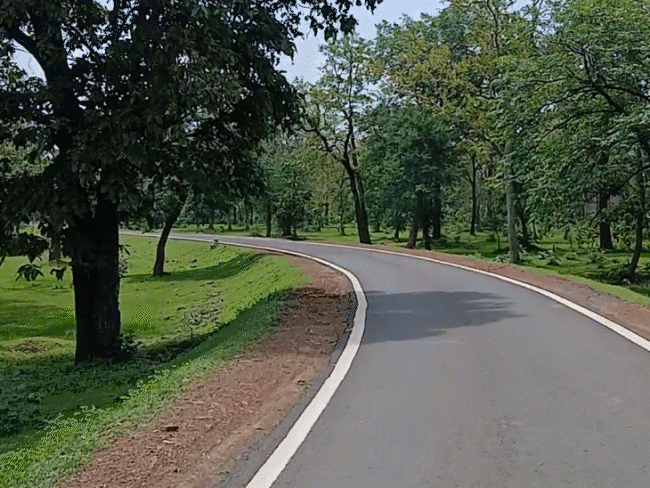 टाइगर रिजर्व के पहुंच मार्गों को भी बनाया जा रहा है।