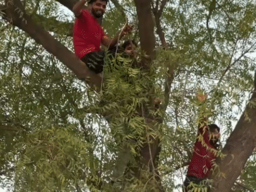 पलवल में धीरेंद्र शास्त्री को देखने पेड़ पर चढ़े युवक।