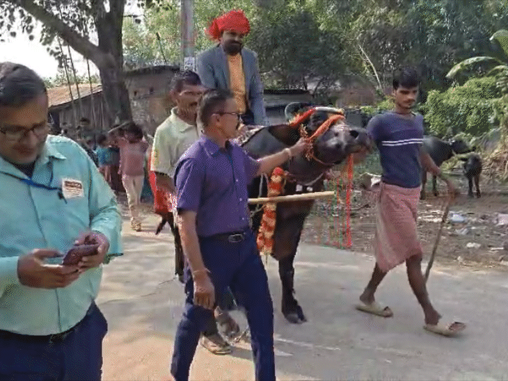 कटिहार के दलन मध्य स्कूल में भैंस पर बैठकर वोट डालने जाता वोटर।