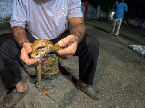 कैन से बाहर निकलने के बाद सांप सुरक्षित था।