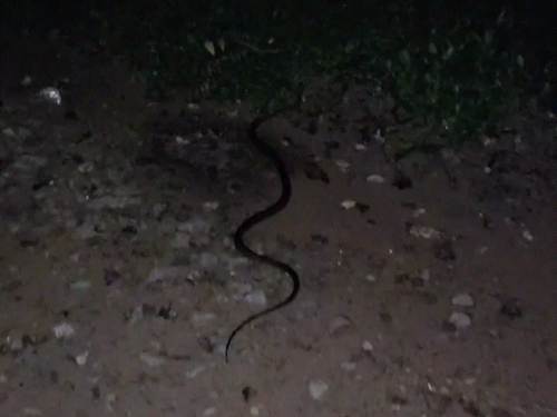 सांप को जंगल में छोड़ दिया गया।