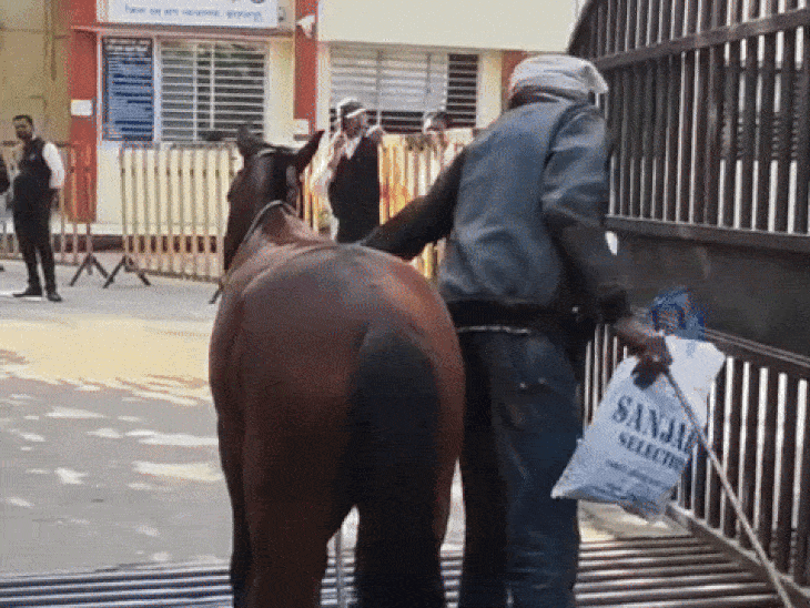 शकील ने कोर्ट परिसर के पास घोड़े को बांधा। फिर पेशी पर गया।