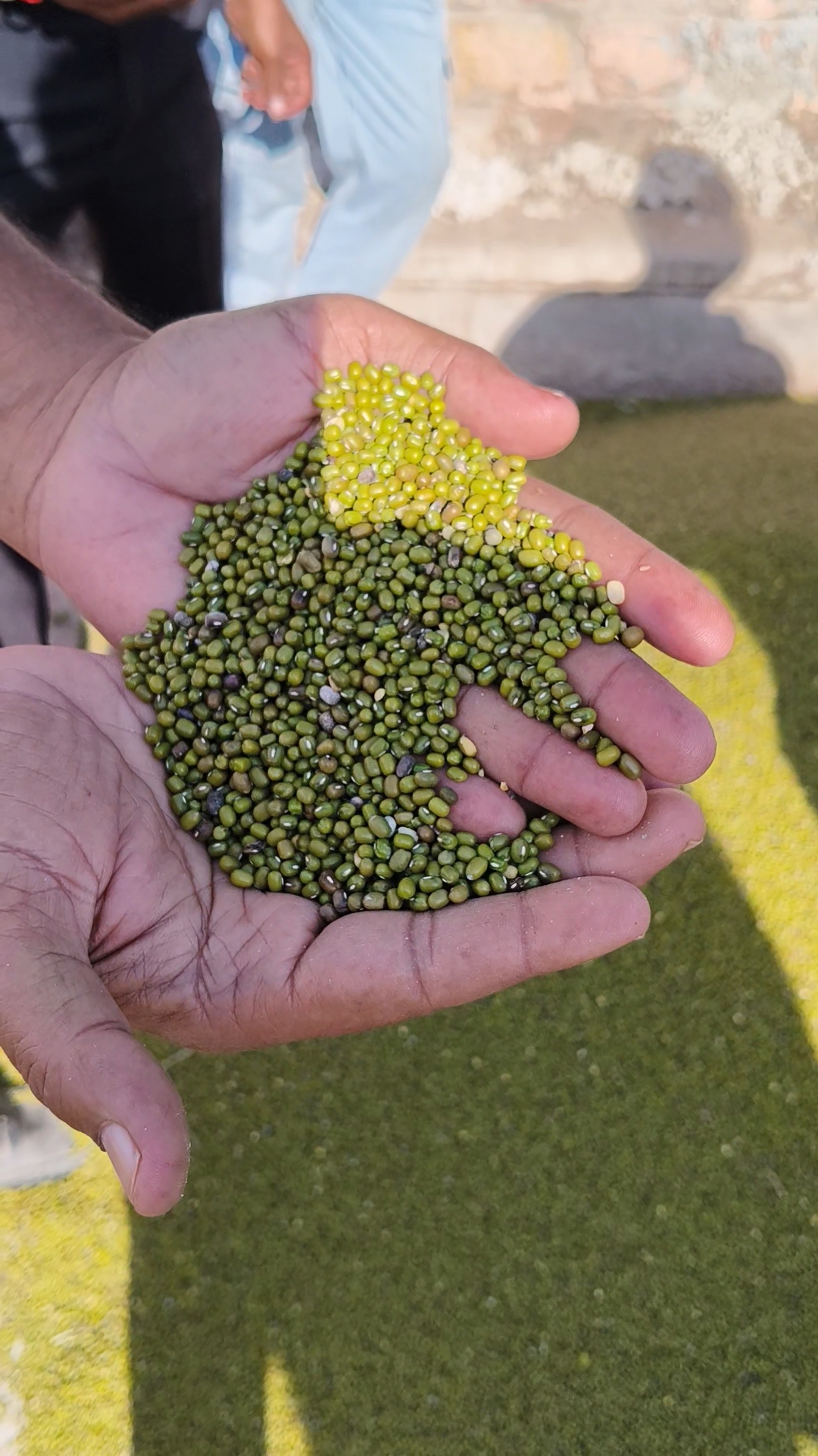 अपनी चमक के लिए पहचान रखता है नागौर का मूंग इस बार काले दाने से चमक फीकी