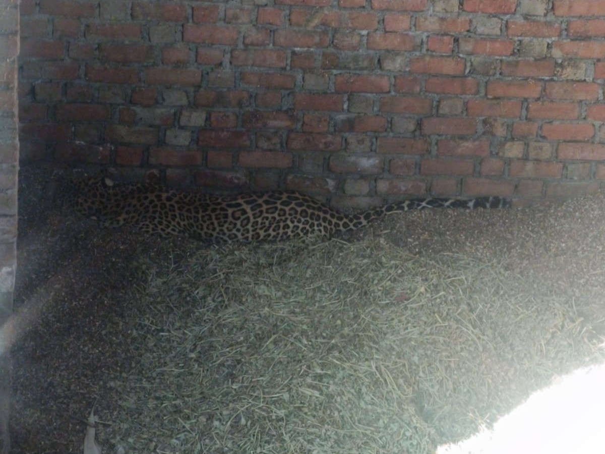 लेपर्ड घर के बाड़े में बने कमरे में सवेरे से लेटा हुआ है।