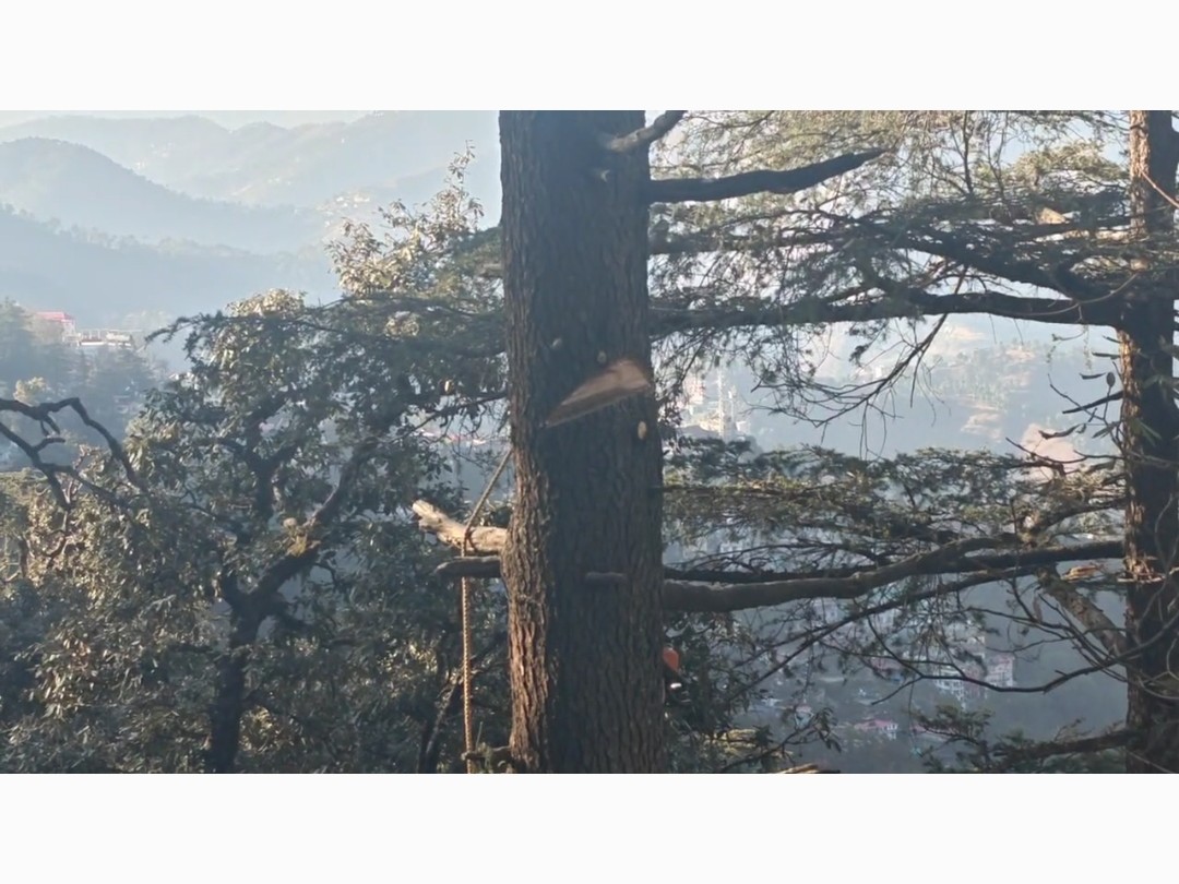 पेड़ की कटी हुई टहनियां