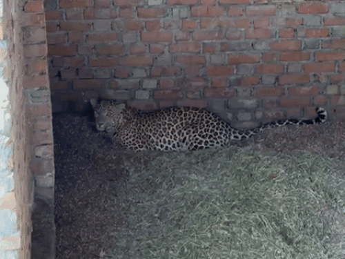 महिला ने बाड़े में बने कमरे में लेपर्ड को लेटे हुए देखा।