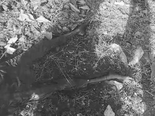 दोनों शव बुरी तसे सड़-गल चुके थे और उनसे दुर्गंध आ रही थी। युवती की लाश अर्धनग्न अवस्था में जमीन पर पड़ी मिली।