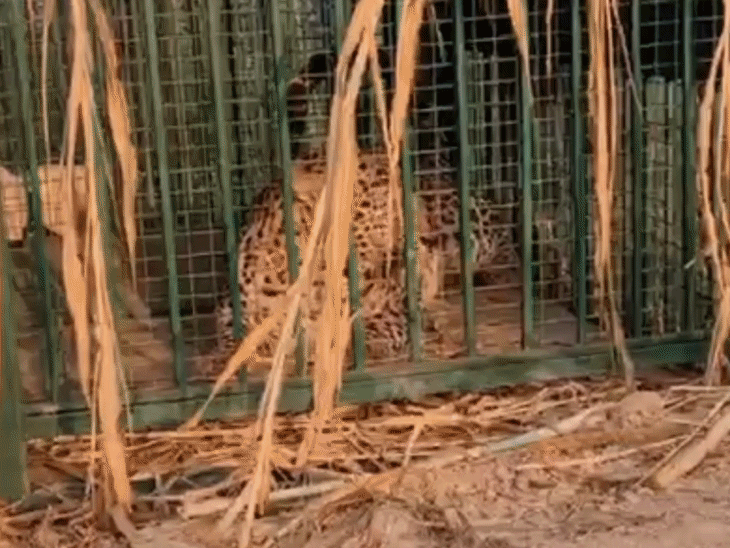 Leopard captured in forest department's cage in Bijnor | बिजनौर में वन विभाग के पिंजरे में कैद हुआ गुलदार: ग्रामीणों ने ली राहत की सांस, धनसीनी से जबलपुर नर्सरी ले ...