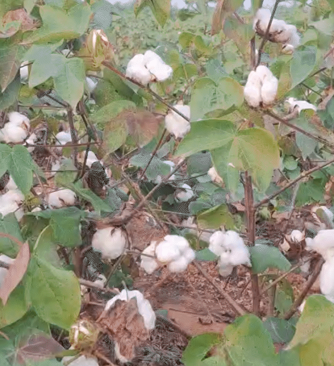 एक एकड़ में करीब 20 हजार रुपए की लागत आती है। 15 से 16 क्विंटल उत्पादन होता है।