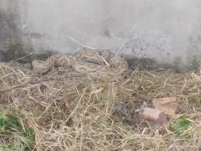 An 8-foot-long python was spotted in Bhasneh village in Jhansi. | झांसी ...