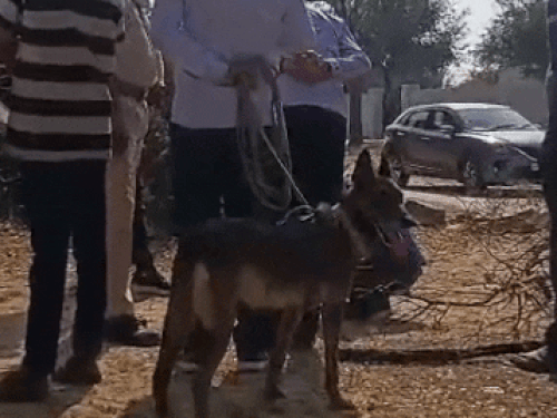 घटना के बाद डॉग स्क्वायड ने भी मौके से साक्ष्य जुटाए।