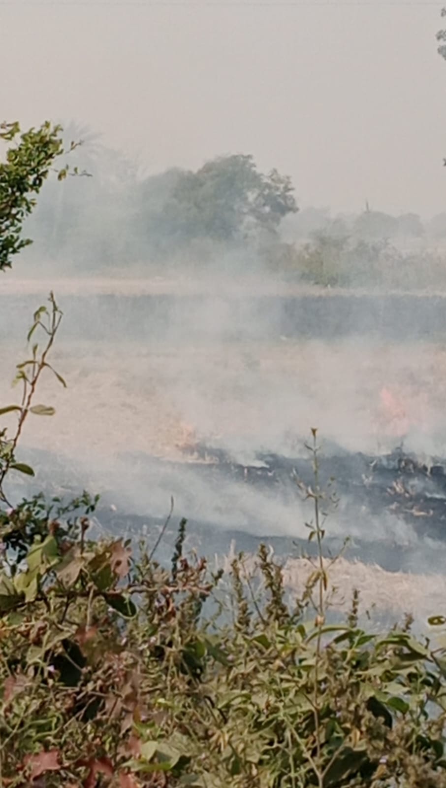 नरवाई जलाने के मामले में दो किसानों पर एफआईआर।