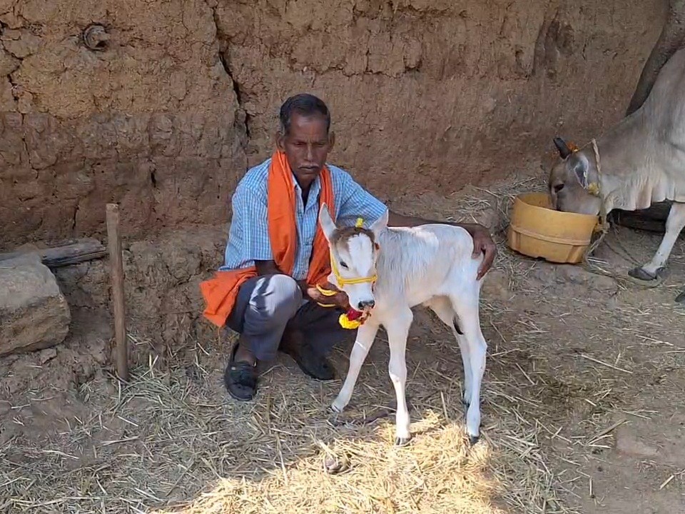 पशुपालक खगेश्वर यादव की तस्वीर है। पुंगनूर नस्ल की बछिया के साथ तस्वीर है।