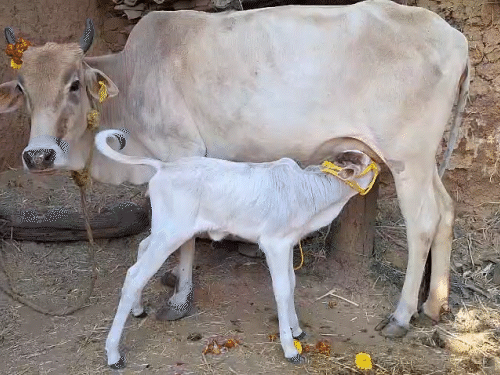 पुंगनूर नस्ल की गाय के दूध और घी की कीमत भी है हाई