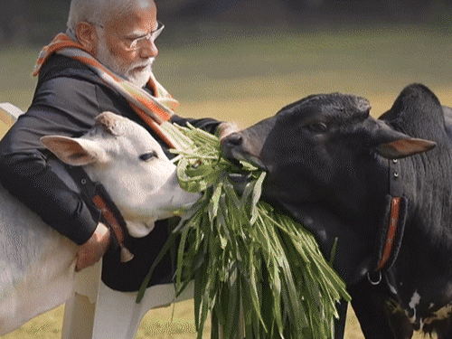 जशपुर में पुंगनूर नस्ल की बछिया का जन्म हुआ है। इसी नस्ल की गायें PM नरेंद्र मोदी के पास भी हैं। - Dainik Bhaskar