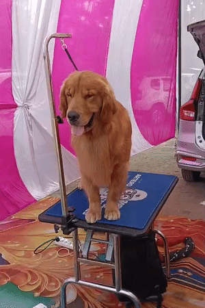 साउथ अमेरिका से इंपोर्ट हुआ गोल्डन रिट्रीवर।