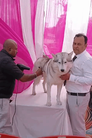 रूस, अमेरिका और यूरोप से आए लाखों कीमत के डॉग:  एसी में रहता गोल्डन रिट्रीवर, बुलमास्टिफ की सेहत देखने लायक; कानपुर में हुआ डॉग शो – Kanpur News