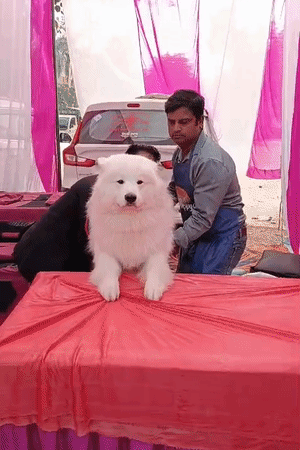 तेंदुए से ऊंचा समोयड डॉग।