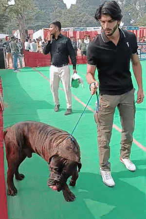 यूरोप से खरीदा गया बुलमास्टिफ।