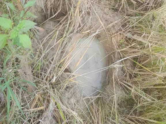 हाथियों ने कई खेत की फसलों को रौंदा है।