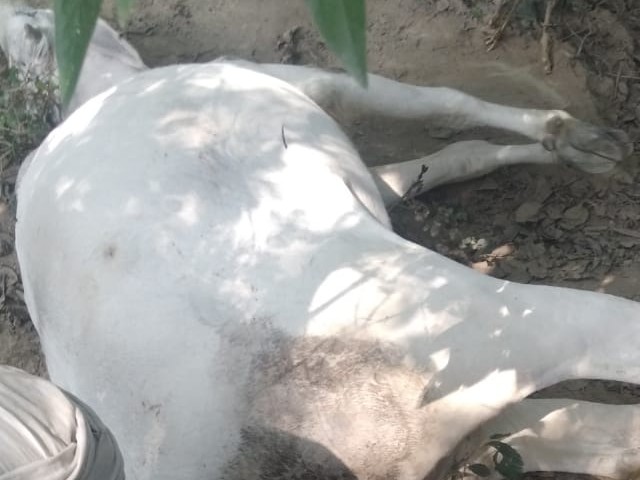 A cow suffering from labor pain was delivered