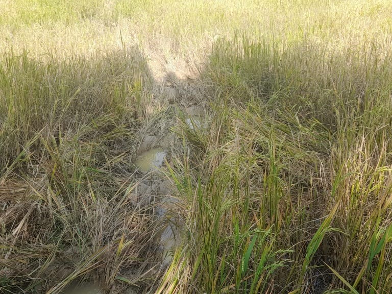 हाथियों का झूंड अलग-अलग इलाकों में पहुंच गया है।