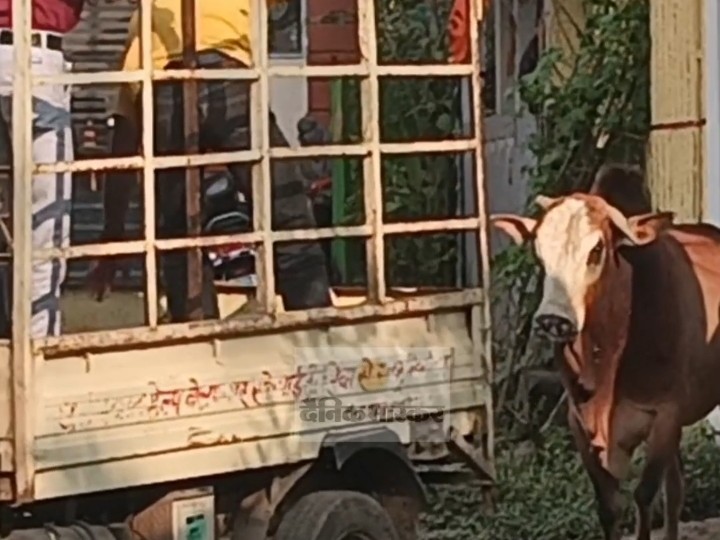 Rabies infected bull creates panic in Korba