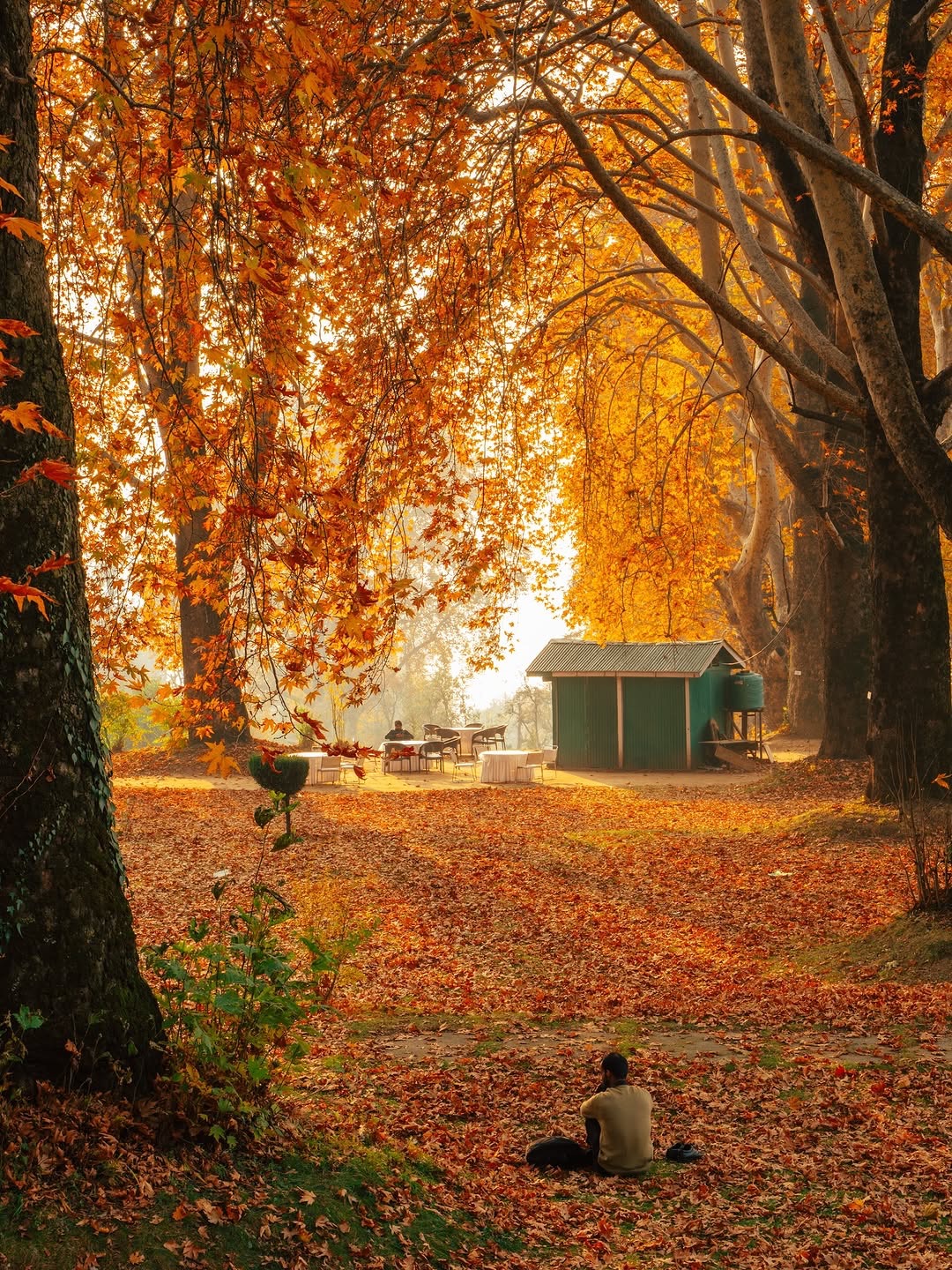 जम्मू-कश्मीर: श्रीनगर के शालीमार गार्डन में गिरे चिनार के पत्ते, कश्मीर में पतझड़ चल रहा है।