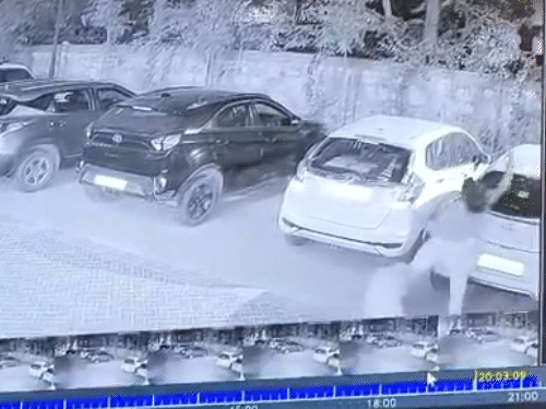 कुत्ते ने महिला पर हमला कर उसे गिरा दिया। उसके हाथ और पीठ पर नोचने लगा।