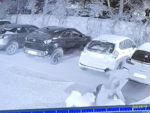 महिला के चिल्लाने पर आसपास के लोग इकट्ठा हो गए। उन्होंने कुत्ते से महिला को छुड़ाया।