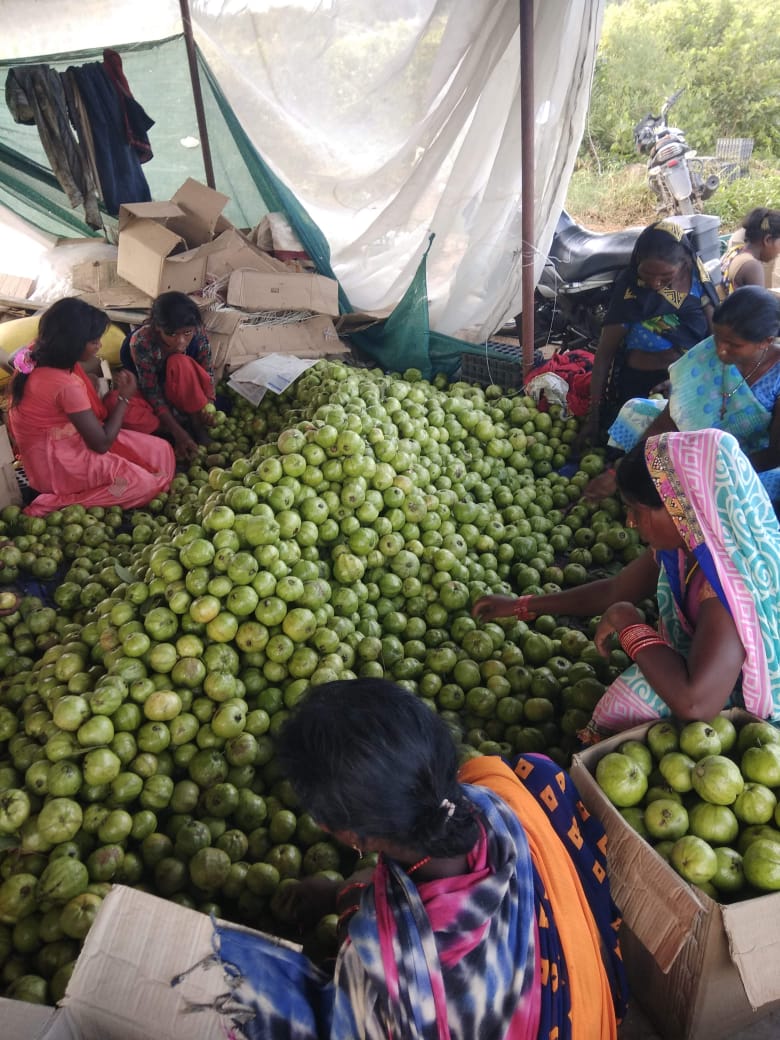 आपूर्ति रांची, पटना, कोलकाता जैसी बड़ी मंडियों में की जा रही है।