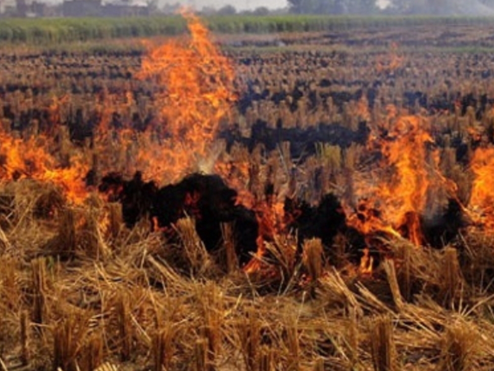 जींद में पराली जलाने वालों का प्रशासन की चेतावनी:  एसडीएम बोले- किसानों पर होगी कार्रवाई, इससे बीमारियों का खतरा बढ़ता है – Narwana News