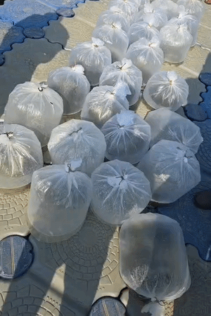 मछुआरों का दावा है कि पैकेट में भी कम ही मछलियां जिंदा थीं।