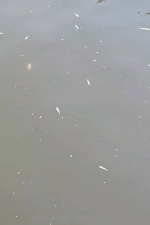 मंत्री के मछली छोड़ने के साथ ही तमाम मछलियां उतराने लगीं। मछुआरों का कहना है कि पानी गंदा है।