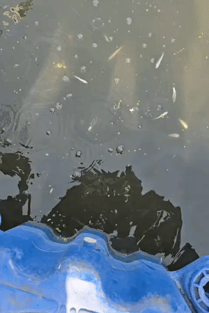 लक्ष्मण मेला पार्क तट पर मरी हुई मछलियां उतरा रही हैं।