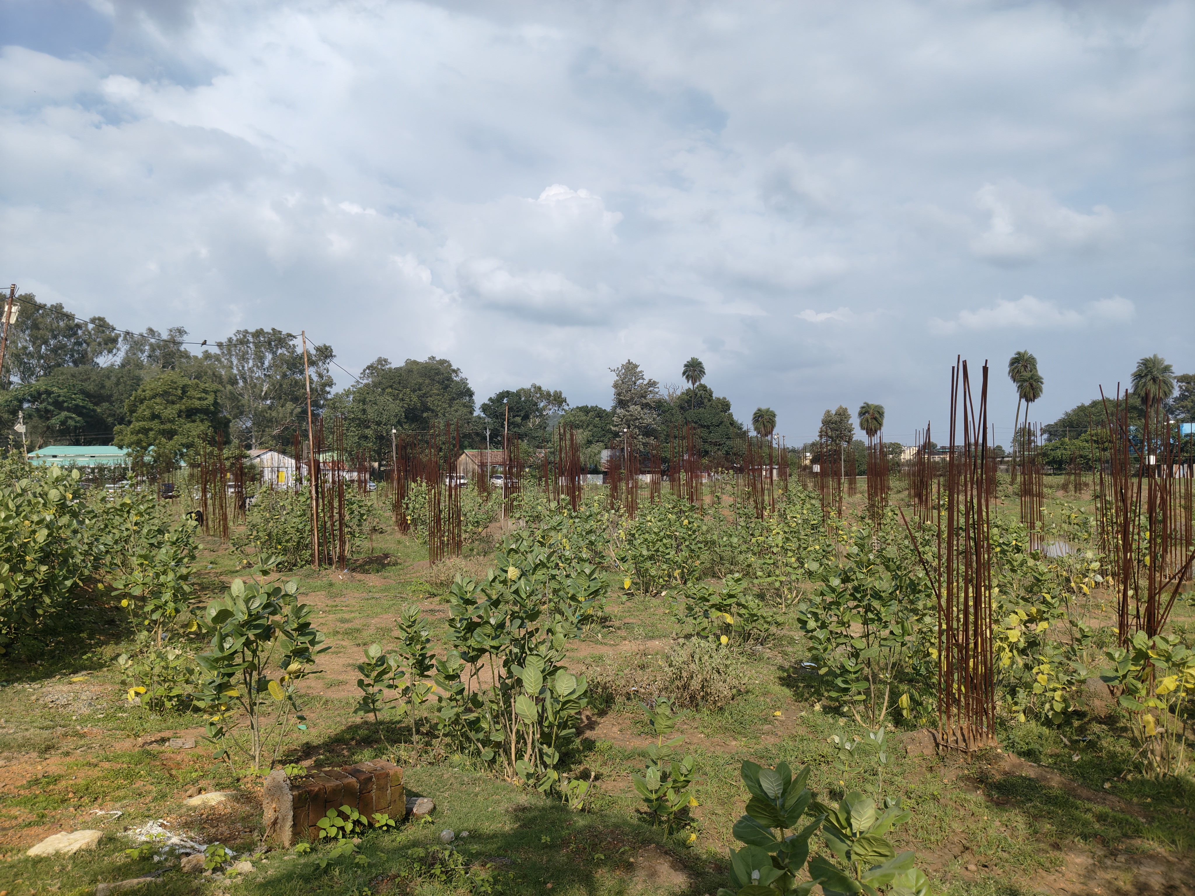 पिल्लर खड़े करने के लिए सरिए लगाएं गए। फिर काम रोक दिया गया।