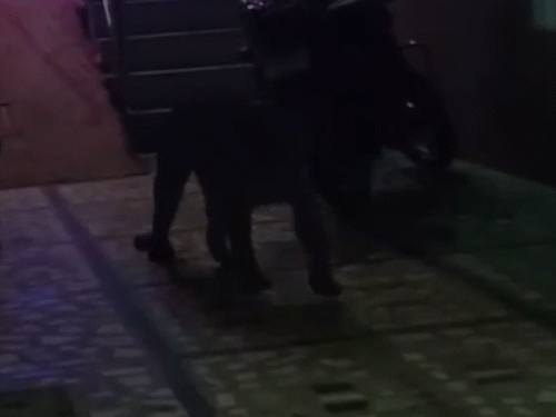 नाहरगढ़ वन्यजीव क्षेत्र के गुर्जर घाटी इलाके में घर में 14 नवंबर की रात को लेपर्ड घुस गया था।