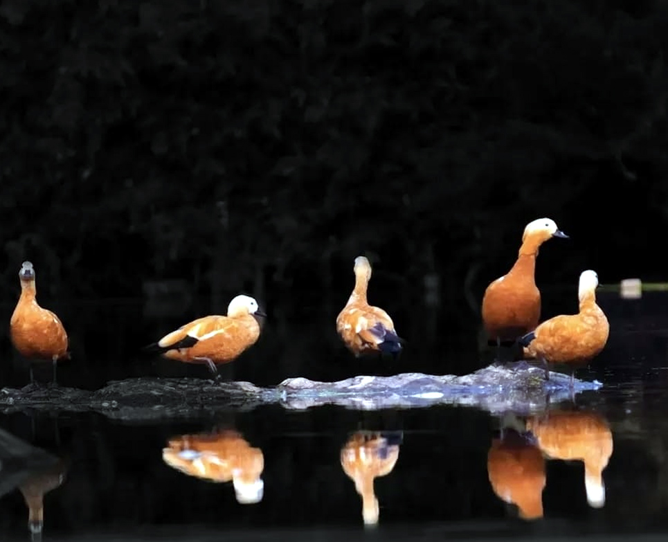 ​​​​​​​रंग-बिरंगे विदेशी पक्षी बढ़ा रहे जमशेदपुर की रौनक:  डैम और नदियों के किनारे दिख रहे कई विदेशी पक्षी, वन विभाग रख रहा नजर – Jamshedpur (East Singhbhum) News