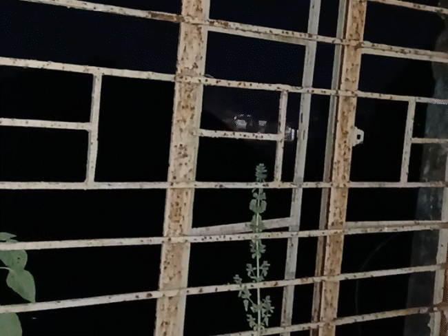 खिड़कियों और सीढ़ियों पर पौधे उग आए हैं।