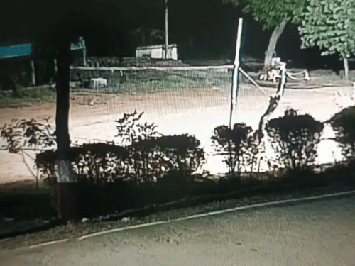 सीआरपीएफ परिसर में देखा गया लेपर्ड।